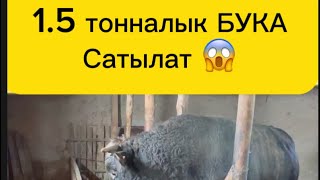 1.5тонналык БУКА сатылат😱