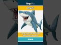 🇬🇧 Shark Meaning : Flash Card : Learn English Vocabulary