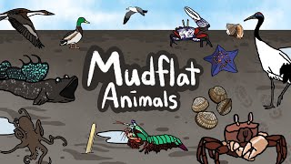 Mudflat Animals  | What kind of Animals live inside the mudflat? | Sea Animal | Kids Draw