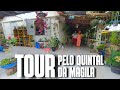 TOUR PELO QUINTAL DA MAGILA: UM QUINTAL CHEIO DE SAMAMBAIAS, SUCULENTAS, CRÓTONS, JIBOIAS... | VENDA