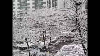 함박눈이 펑펑 내리던 날~(large snowflakes, big snowflakes )