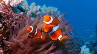 3 HOURS Stunning 4K Underwater footage | Nature Relaxation Colorful Sea Life Video