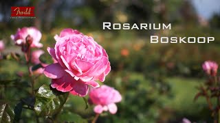 Rosarium Boskoop juni 2020