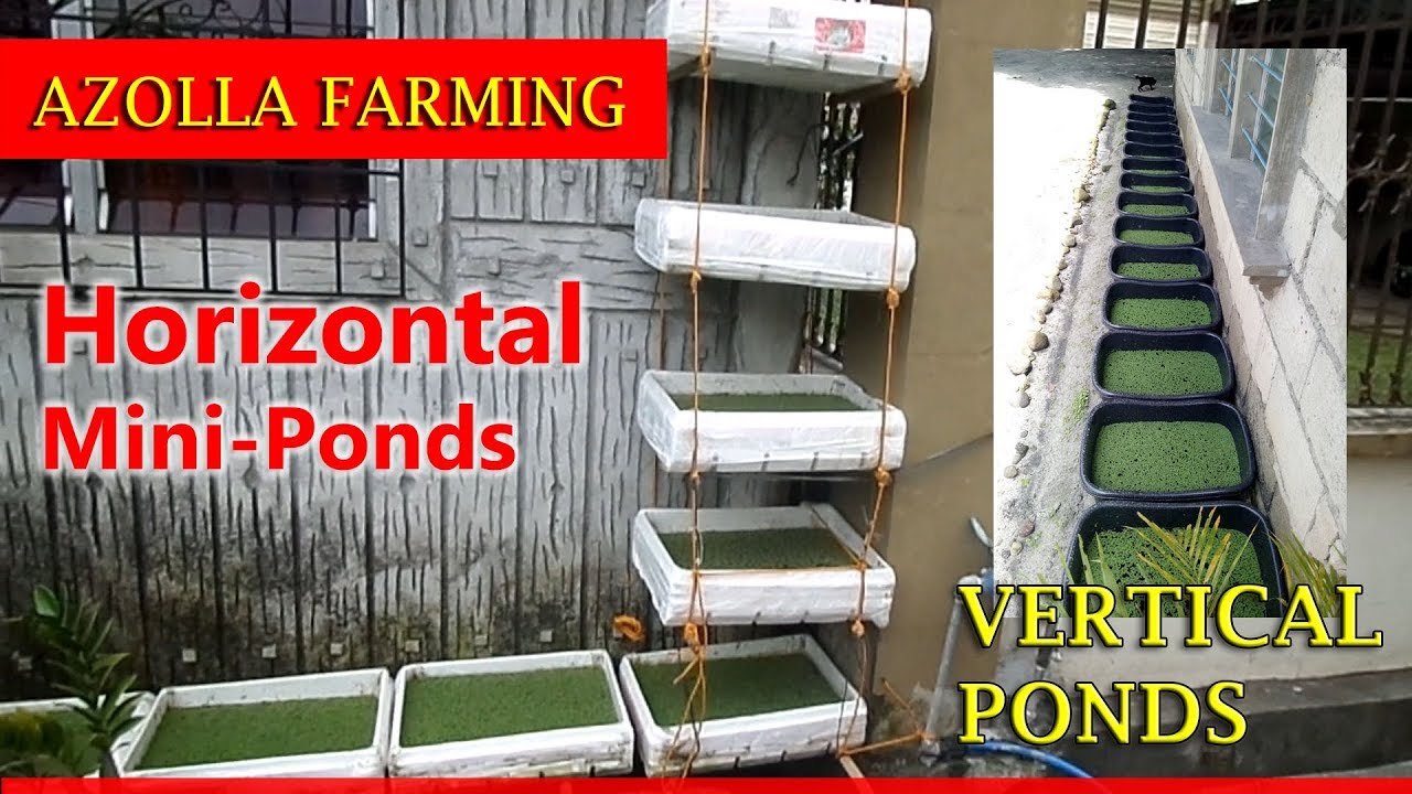 Azolla Farming: Horizontal And Vertical Mini-Pond - YouTube