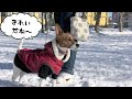 【わんこ】久しぶりの雪でお姉ちゃんと一緒に公園を走り回っちゃったジャックラッセルテリアのむぎの巻【犬動画】