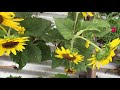 deadheading sunflowers