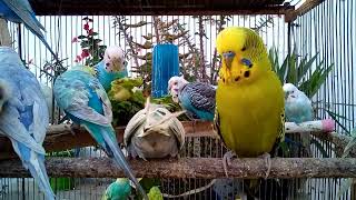 Top 5 Budgie Health Tips Ensure Your Parakeet Lives a Long Life!