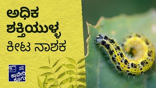 ಬೇವಿನ ಬೀಜದ ಕಷಾಯ - ಶಕ್ತಿಯುತವಾದ ಒಂದು ಕೀಟ ನಿವಾರಕ