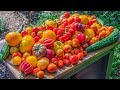 Backyard Gardening Harvest | Can Anyone Do This? | Sustainable Organic Garden