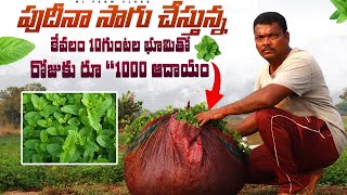 పుదీనా సాగు విధానం| Mint Cultivation in Telugu|| How to Farm Mint||#agriculture #telugu #farming