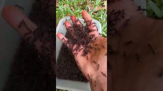 Skills Crazy man Vs Nasty bullet ants