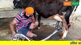 SKT Portal Milking Machine–20 Ltr. | एसकेटी पोर्टेबल मिल्किंग मशीन 20 लीटर- रु 27,000 @BehtarZindagi