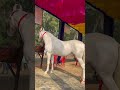 champion noora at muktsar horse mela 2025