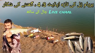 River Fishing Video | New Update Haryam Bright | Mangla Dam Fishing | Live Chaal  by Khan shikari