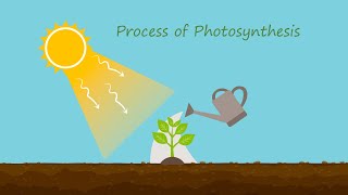 #Process of Photosynthesis (အလင်းမှီအစာစုဖွဲ့ခြင်းအကြောင်းလေး လေ့လာကြည့်ကြရအောင်)