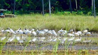 കേരളത്തിലെ വയലുകൾ തേടി പതിവുപോലെ വിരുന്നുകാരെത്തി; കാഴ്ചയുടെ വസന്തം | Kannur Payyannur | Crane