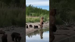 Медведица с четырьмя медвежатами на Курилах, остров Кунашир