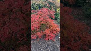 Giant Acer japonicum 'Fairy Lights' Dwarf Full Moon Japanese Maple