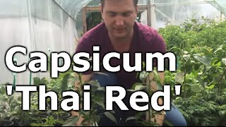 Capsicum 'Thai Red' - Keleti csípős paprika