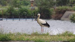 東方白鸛 Oriental White Stork（Ciconia boyciana）