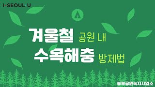 [월동해충 영상] 겨울철 공원 내 수목해충 방제법 ㅣ서울의 공