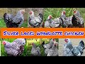 wyandotte chicken | silver laced wyandotte | wyandotte chicken colors| wyandotte breeder