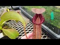 Nepenthes Titanic Savior (N. truncata x spectabilis) – first look