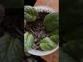 Growth in my African violet leaves #africabviolet #garden #itworked￼