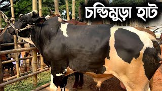 ২৪ নভেম্বর ২০২৪ - কুমিল্লার চন্ডিমুড়া গরুর বাজার থেকে মাংসের ষাঁড় গরুর দাম জানুন |