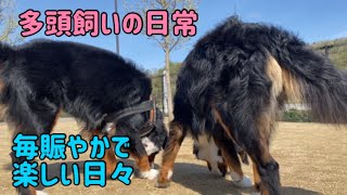 【多頭飼いの日常】今日も朝から楽しく過ごしてます！【Bernese Mountain Dog】【Chihuahua】【Great Pyrenees】【こいぬ】