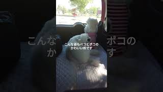 ペキニーズ（犬）車内で飼い主の帰りを待つワンコ #shorts #ペキニーズ #犬 #pekingese #dog