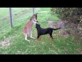 Kangaroo Playing With Dog - Too Cute