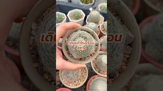 EP4. เดินเข้าโรงเรือน : เจอแมมเลนต้าดอกเหี่ยวหมดแล้ว (mammillaria lenta)