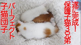 保護子猫3兄弟、ほぼ完璧な子猫団子を完成させる The perfect kittens' cuddling