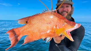 Search and Rescue Turned Hogfish CCC | Fijian Ceviche