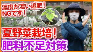 【Topdressing】Topdressing measures when fertilizer is insufficient in the vegetable garden.