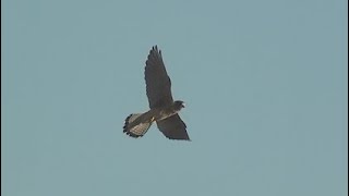 チョウゲンボウの飛翔　Common Kestrel