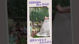 【多肉地植え花壇】梅雨入りに合わせて今年も簡易屋根設置！梅雨入り早く無いですか！？😱