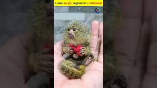 😱 உங்கள் வாழ்நாளில் நீங்கள் பார்த்திடாத உயிரினங்கள் ⁉️ | கடைசி வர பாருங்க #shorts