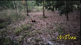 #ต่อไก่ป่าep50 #คลิปเต็ม ไก่หนุ่มเข้าเร็วมากหมานๆๆครับ16/01/2567