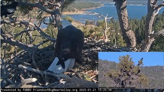 A pair of ravens visit Jackie in the nest, Jackie's wings beat FOBBV CAM