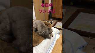 本日のワンプロ