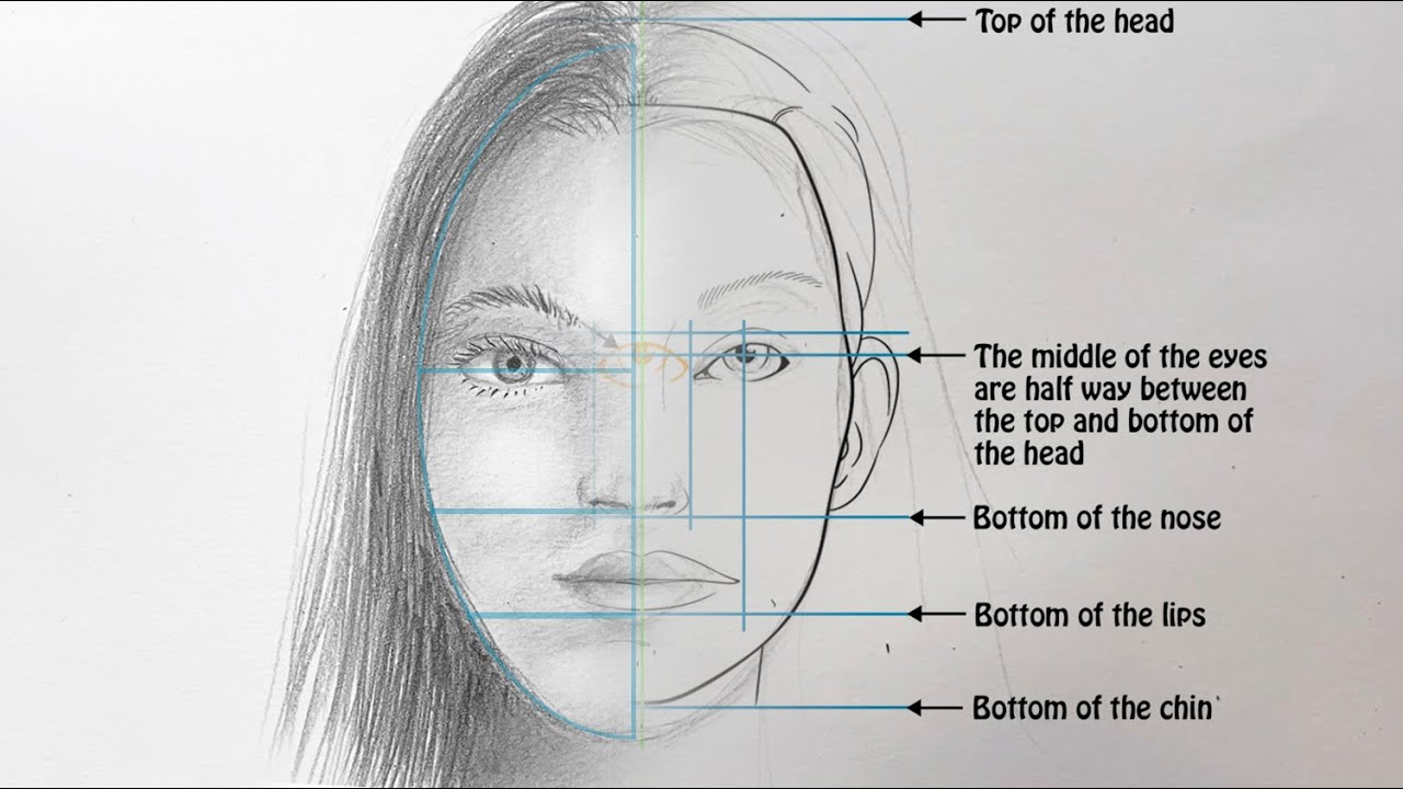 Face Proportions Drawing