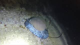 Giant sea snail