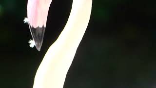 Rosa Flamingo Wasser Wat Vögel Tiergarten Zoo Schönbrunn Superzoom