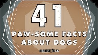 41 Facts About Dogs - mental_floss on YouTube (Ep.213) | Mental Floss