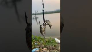 Small Tilapia fish 🐟…. #catching #fishspecies #fish #catch #viral #3hookfishing