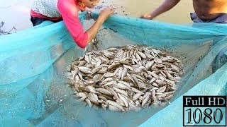 Net Fishing In Battambang Province - Cambodia Traditional Fishing(112) net