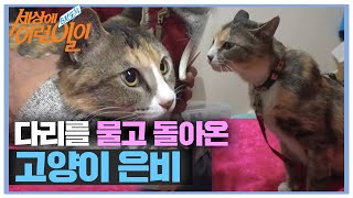 다리를 물고 돌아온 ‘고양이 은비’ 이야기ㅣ순간포착 세상에 이런 일이(Instant Capture)ㅣSBS Story