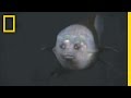 Fish With Transparent Head Filmed | National Geographic